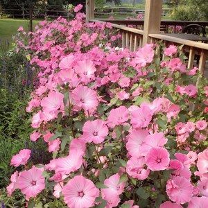 Meet your Posher, Dania